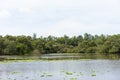 Wide view of Tra Su flooded indigo plant forest, with flying flock of stork in An Giang, Mekong delta, Vietnam Royalty Free Stock Photo