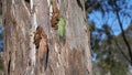 wide view of two color forms of cicada, a green cicada and a brown cicada Royalty Free Stock Photo