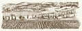 Wide view of vineyard. Vineyard landscape panorama.