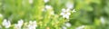 `A wide view of white blossom flower on green leaves blurred background Royalty Free Stock Photo