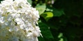 Wide view of a white hydrangea bloom with delicate petals Royalty Free Stock Photo