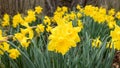 Wide view of woodland daffodils growing in spring in closeup cluster