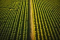 Wide views of crops where drones and technology coexist a combination of innovation and tradition Royalty Free Stock Photo