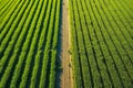 Wide views of crops where drones and technology coexist a combination of innovation and tradition Royalty Free Stock Photo