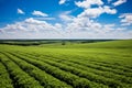 Wide views of crops where drones and technology coexist a combination of innovation and tradition Royalty Free Stock Photo