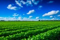 Wide views of crops where drones and technology coexist a combination of innovation and tradition Royalty Free Stock Photo