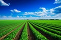 Wide views of crops where drones and technology coexist a combination of innovation and tradition Royalty Free Stock Photo