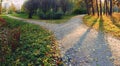 A wide walking path in the rays of the setting sun, showered with fallen leaves, on the outskirts of the park is divided into two Royalty Free Stock Photo