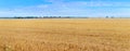 A wide wheat field with ripe wheat under a blue sky. Rural landscape with wheat field Royalty Free Stock Photo