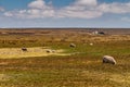 Wide windswept landscape with sheep near Volunteer Beach, Falklands, UK