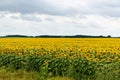 Wide yellow field of sunflowers