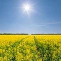 Wide yellow rape field under sparkle sun