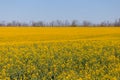 Wide yellow spring rape field