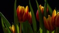 Wideangle detail of red and yellow hybrid tulip flowers on dark background