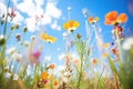 wideangle shot of diverse wildflowers with blue sky