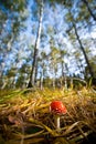 Wideangle view of dangerous red toadstool Royalty Free Stock Photo