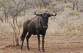 Widebeest in the kruger National Park, south Africa