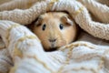 wideeyed guinea pig peeking from a blanket, soft texture