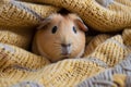 wideeyed guinea pig peeking from a blanket, soft texture