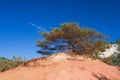 Widely branched pine on the ocher hill