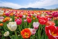 wider angle shot capturing a field of blooming perennial tulips