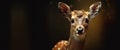 A widescreen with a deer looking into the camera Royalty Free Stock Photo