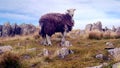 Lone herdwick sheep among rocks on hill