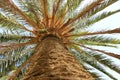 Widespread palm tree.