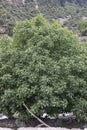 Widespread walnut tree in upper Dir, Pakistan