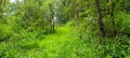 Wideview of overgrown northern nsw subtropical forest Royalty Free Stock Photo