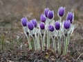 Widflower Pasque blooming on spring meadow Royalty Free Stock Photo