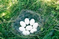 The Widgeon (Anas penelope) duck's nest