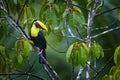 Widlife, bird in forest. Chesnut-mandibled Toucan sitting with green jungle in background.