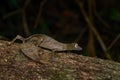 Widlife Madagascar, dragon. Satanic leaf-tailed gecko, Uroplatus phantasticus, lizard from Ranomafana National Park, Madagascar.