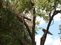 Widow Makers Being Removed From Storm Damaged Trees