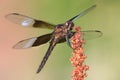 Widow Skimmer Royalty Free Stock Photo