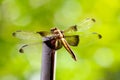 Widow Skimmer Dragonfly Backside 04 Royalty Free Stock Photo