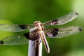 Widow Skimmer Dragonfly Backside 09 Royalty Free Stock Photo