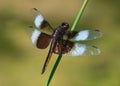 Widow Skimmer Royalty Free Stock Photo