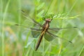 Widow Skimmer dragonfly Royalty Free Stock Photo