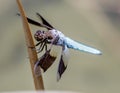 Widow Skimmer Dragonfly adult male perched on water grass stem Royalty Free Stock Photo