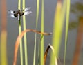 Widow Skimmer Dragonfly adult male perched on water grass Ãâtem Royalty Free Stock Photo