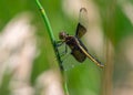 Widow Skimmer Dragonfly Royalty Free Stock Photo