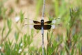 Widow Skimmer Dragonfly - Libellula luctuosa Royalty Free Stock Photo