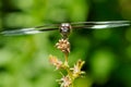 Widow Skimmer Dragonfly - Libellula luctuosa