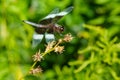 Widow Skimmer Dragonfly - Libellula luctuosa Royalty Free Stock Photo