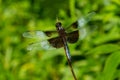 Widow Skimmer Dragonfly - Libellula luctuosa Royalty Free Stock Photo