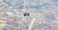 Widow Skimmer Dragonfly Libellula luctuosa Perched on a Reed Royalty Free Stock Photo