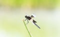 Widow Skimmer Dragonfly Libellula luctuosa Perched on Vegetation Over Water in Colorado Royalty Free Stock Photo