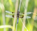 Widow Skimmer Dragonfly Libellula luctuosa Perched on Vegetation Over Water in Colorado Royalty Free Stock Photo